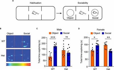 Kdm6b Haploinsufficiency Causes ASD/ADHD-Like Behavioral Deficits in Mice